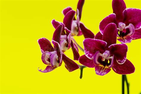 Blooming Mini Velvet Burgundy Phalaenopsis Orchid Plant Isolated On