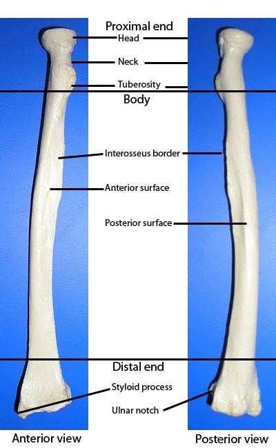 Radius bone is a photograph by asklepios medical atlas which was uploaded on august 3rd, 2016. BIO 168 Unit 4 - Biology 168 with Mrs.peterson at Catawba Valley Community College - StudyBlue