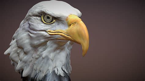 Bald Eagle Head Buy Royalty Free 3d Model By Hong Nguyen