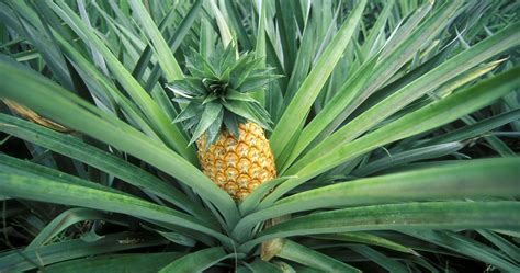 Heres How To Grow A Pineapple At Home In 5 Simple Steps