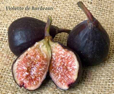 Violette De Bordeaux Fig Tree Ison S Nursery Vineyard