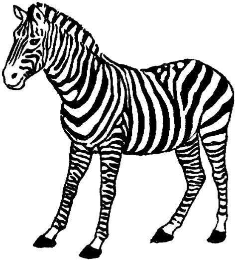 Free Zebra Coloring Pages Worldwide Art Collection