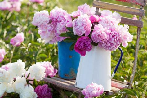 How To Grow Peonies In A Pot Better Homes And Gardens