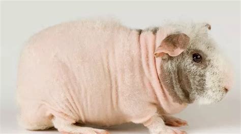 From Skinny Pigs To Naked Mole Rats The World S Ugliest Creatures