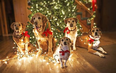 Christmas Animal Wallpaper 67 Images