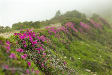 Flowering Rhododendron Myrtifolium On The Slopes Of The Carpathian