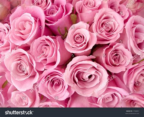 Bright Pink Roses Stock Photo 1704891 Shutterstock