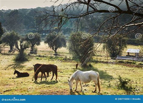 Few Wild Horses Grazing In A Field At Early Morning Eating Grass