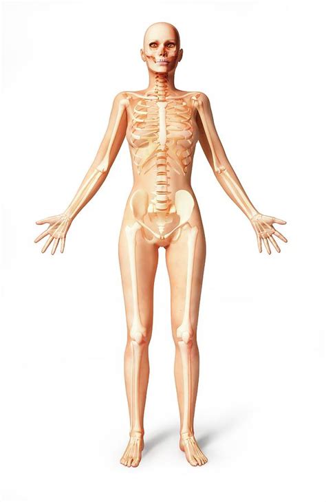 Female Skeleton Photograph By Leonello Calvettiscience Photo Library