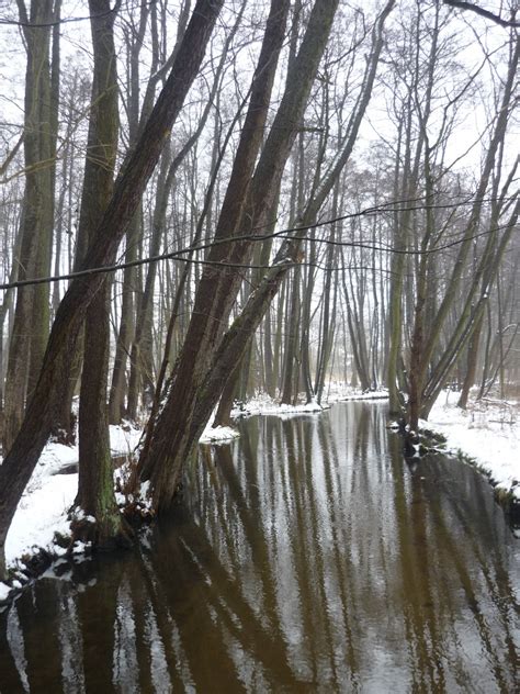 Free Images Tree Forest Swamp Branch Snow Winter River Pond