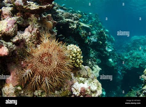 Crown Of Thorns Sea Star Acanthaster Planci On Coral Reef Koro