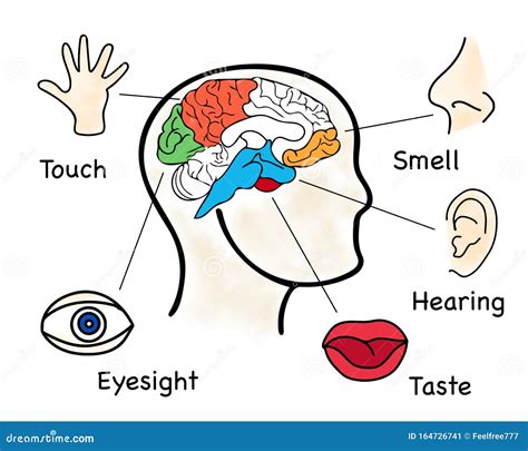 5 Senses Of Human Body