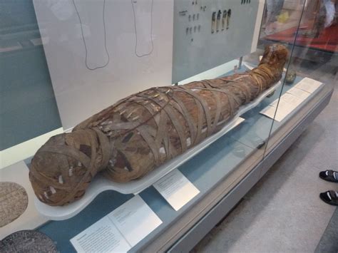 Egyptian Mummy Artifact British Museum Exhibit Egyptian Mummies Museum
