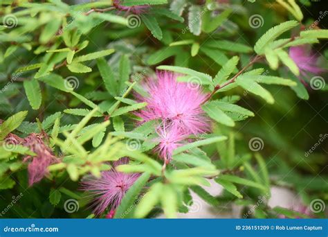 Pink Powderpuff Plant Calliandra Surinamensis Pink Flowers Stock