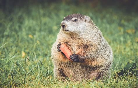 The right place for groundhog traps. Trapping Groundhogs - How To Trap A Woodchuck