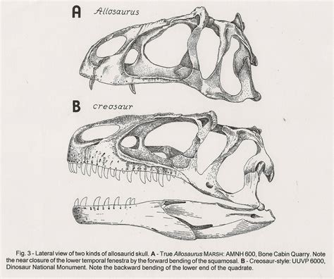 The Theropod Database Blog Madsenius And Wyomingraptor