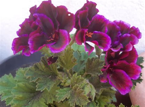 6 Facts About Regal Martha Washington Geraniums Pelargoniums Dengarden