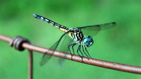 Dragonflies Among Worlds Fastest Flying Insects