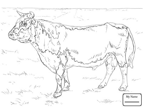 Angus Cow Drawing At Free For Personal