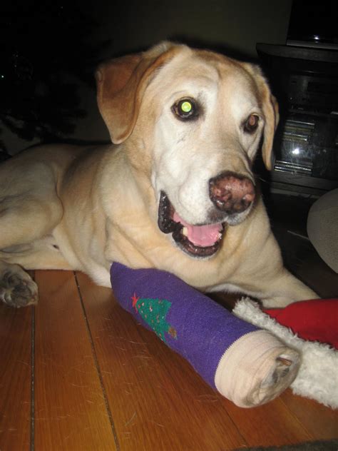 One of the first signs is lameness or limping from pain that strikes suddenly. A Dog's Journey Through Bone Cancer