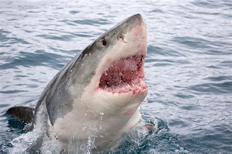 Fatal Shark Attacks Peak In 2020 Deadliest Since 2013