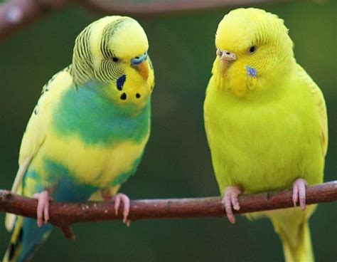 The Budgie On The Left Is Either A Light Green Greywing Or Green Dilute