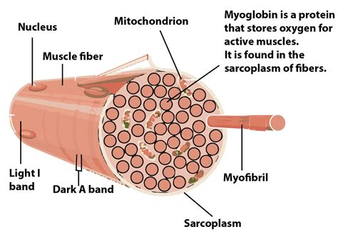 Define The Following Structure Muscle Muscle Fibre Class Biology