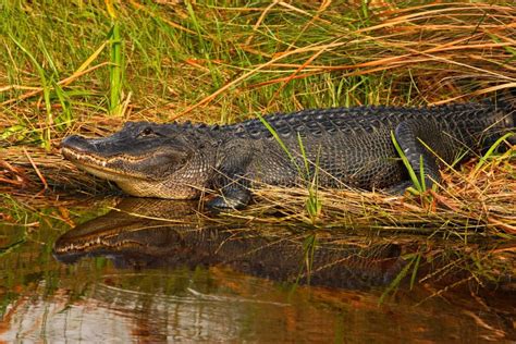 American Alligator Alligator Mississippiensis Np Everglades Florida