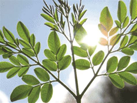 The Moringa Oleifera—the Tree Of Life Dunndeal Publications
