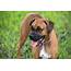 Is The Boxer Dog Ultimate Family Pet  MyStart