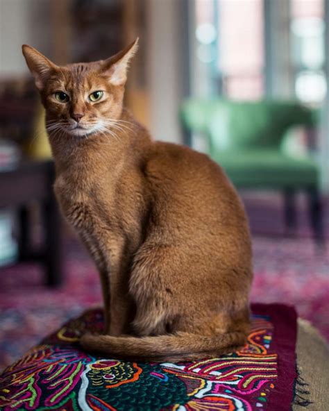 Breed Review Abyssinian Cat 20 Pics Pettime