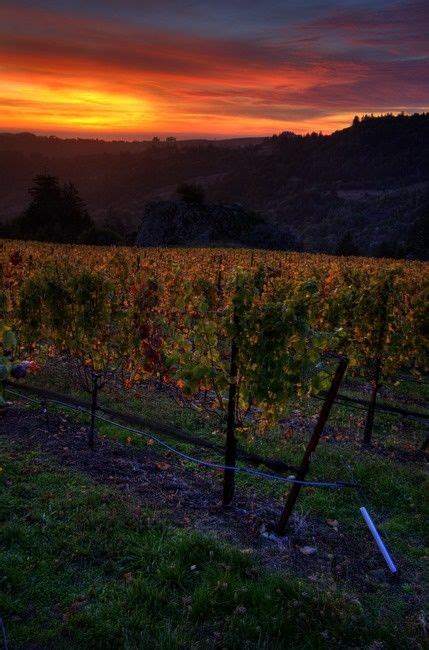 Sunset Over Vineyards Sonoma Wine Country Sonoma Coast Through Time