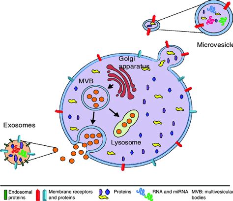 origin and composition of extracellular vesicles download scientific diagram