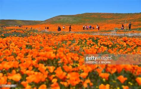 Lancaster Poppy Fields Photos And Premium High Res Pictures Getty Images