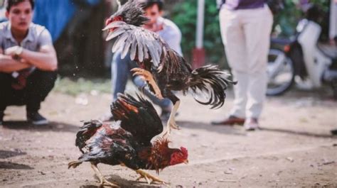 Thangulla satish (45) tewas akibat kehilangan darah setelah ayam jantannya berulang kali menikamnya di bagian selangkangan. Nonton Sabung Ayam, Pejabat Tinggi Polisi Tewas Terkena ...