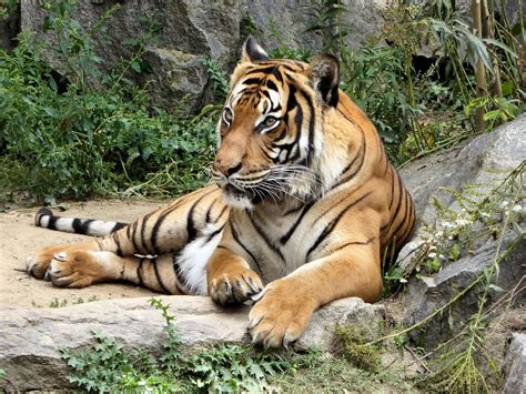 Flickrpa6gtzp Tiger Besuch Im Tierpark Mit Flickr