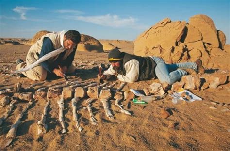 ¿qué Es La Paleontología Clase Científica Para Novatos