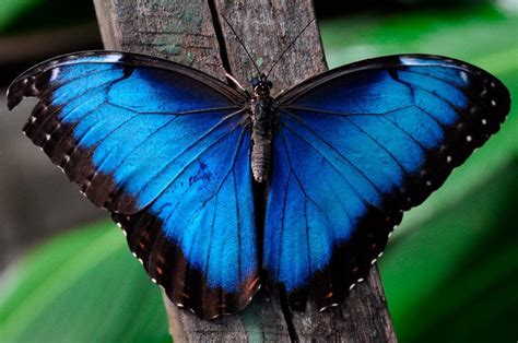 Mariposa Azul Características Significado Peligro De Extinción Y Más