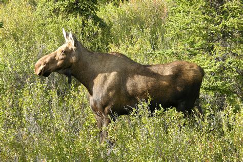 Filedenali National Park Female Moose 3000px Wikimedia Commons