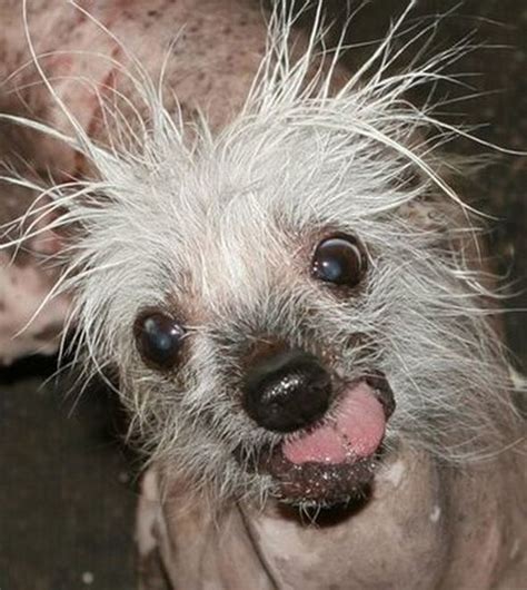 The Ugliest Dog In The World Contest Winners