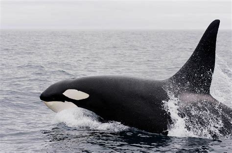 A Whale With Words Orca Mimics Human Speech New Straits Times