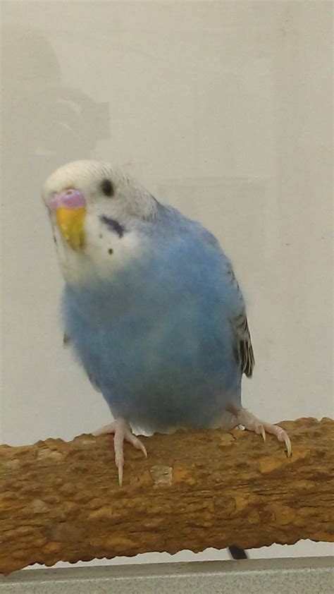 Budgie Parakeet Blue Feathers N Friends Exotic Birds