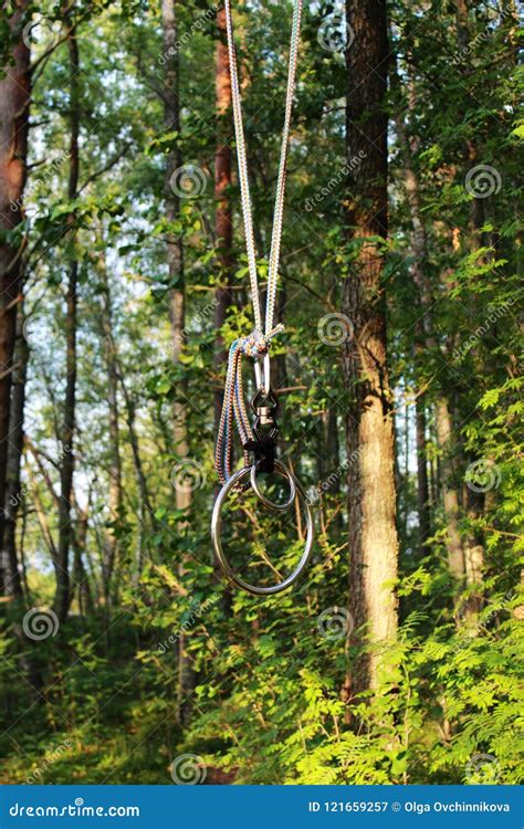 Rings Hanging From A Tree In The Forest To Practice Bondage And Shibari In Nature Concept Of