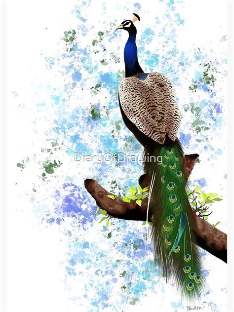 Sitting Peacock Poster By DiaryOfDrawing Redbubble