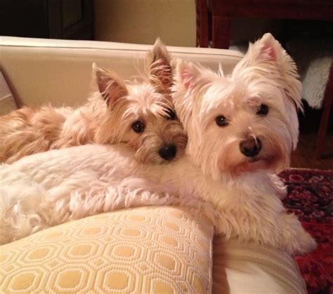 Untitled Flickr Photo Sharing Westie Dogs Westie Puppies Westies