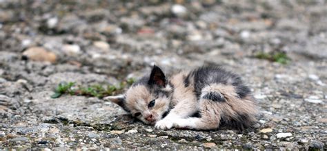 Domestic violence act 1994 (amendment) 2017 has been enforced throughout malaysia. Animal Cruelty Equated With Domestic Violence | News for ...