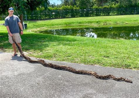 Snakes Alive Florida Removes 5000 Pythons From The Everglades