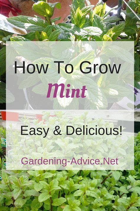 Growing Mint Herb How To Grow Mint In A Container Or In The Ground
