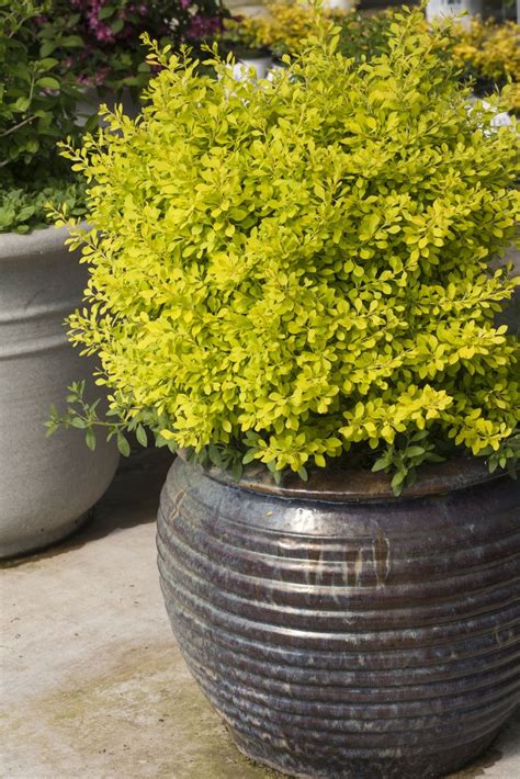 47 Best Shrubs For Containers Images On Pinterest Container Garden