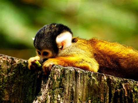 Monkey Animals Wildlife Wallpaper Download Free Backgrounds